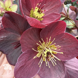 Морозник Айс эн Роузес Корвина