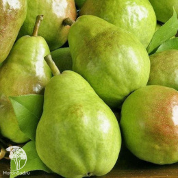 Груша Чудесница