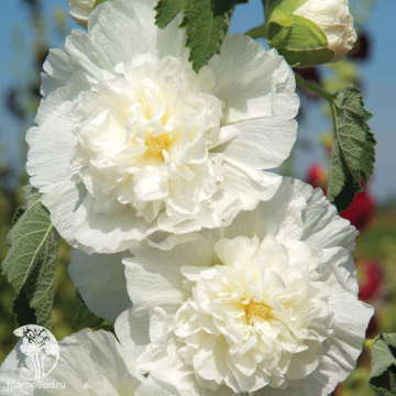 Фото Мальва розовая Чатерс Дабл Вайт