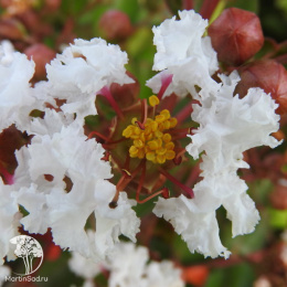 Лагерстремия индийская Нивея