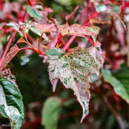 Клен полосатый Ред Фламинго