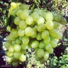 Виноград плодовый Аркадия фото 2 