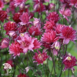 Aquilegia vulgaris Clementine Red Аквилегия обыкновенная Клементин Ред