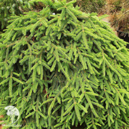 Ель обыкновенная Форманек на штамбе