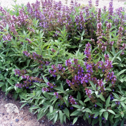 Шалфей лекарственный Айболит