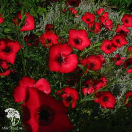 Лён Рубрум, крупноцв.серия Устойчив к заморозкам!