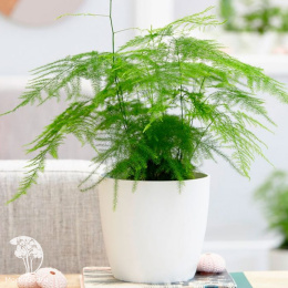 Аспарагус Абу-Даби