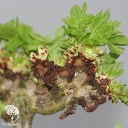  Каштан конский обыкновенный Мунстроза