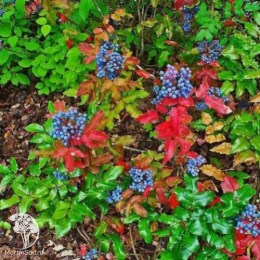 Магония Вагнера Фаерфлэйм