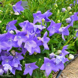 Платикодон Синий