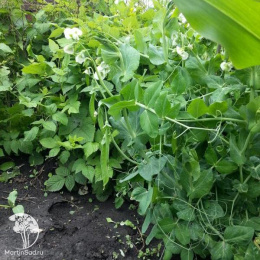 Горох Беркут серия Заморозь!