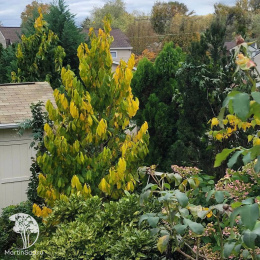 Азимина трёхлопастная Девис