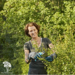 11530-20.000.00 Перчатки для ухода за кустарниками Gardena, размер M