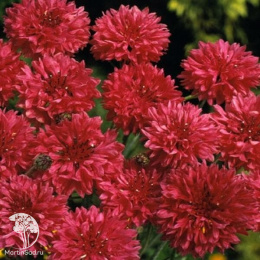 Василек Вишневая корона