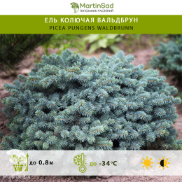 Ель колючая Вальдбрун