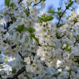 Слива гибрид Скороплодная + Этюд