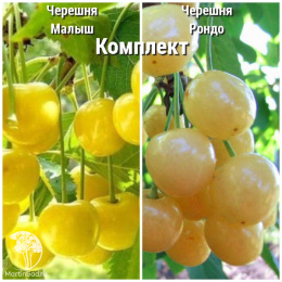 Сверхвыгодный комплект! Черешня Малыш + опылитель черешня Рондо