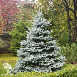 Ель новогодняя колючая Фат Альберт