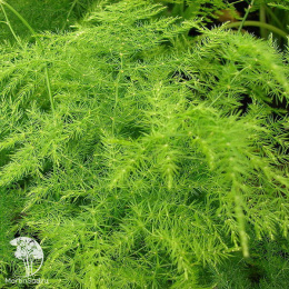 Аспарагус Абу-Даби