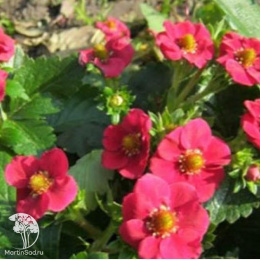 Земляника садовая Тоскана F1