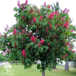 Каштан конский мясо-красный Бриотти на штамбе