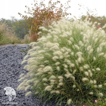 Фото Пеннисетум мохнатый Флаффи