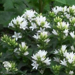 Колокольчик скученный Дженти Уайт