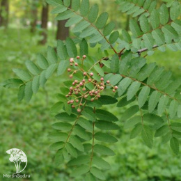 Рябина двухцветная