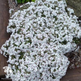 Флокс шиловидный Эмейзин Грейс