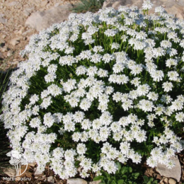 Иберис вечнозеленый Сноу Флурис