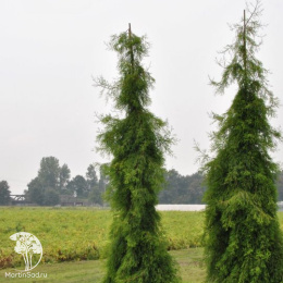 Таксодиум двурядный Пендулум Новум