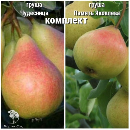Груша Чудесница + опылитель Груша Память Яковлева