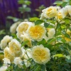 Роза английская парковая Пилгрим фото 1 