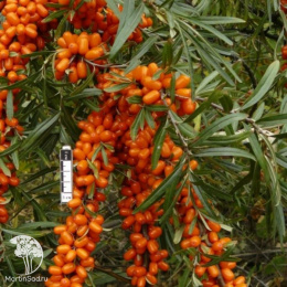 Облепиха Джемовая