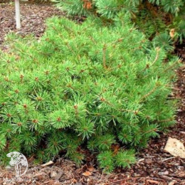 Сосна обыкновенная Литтл Бролли