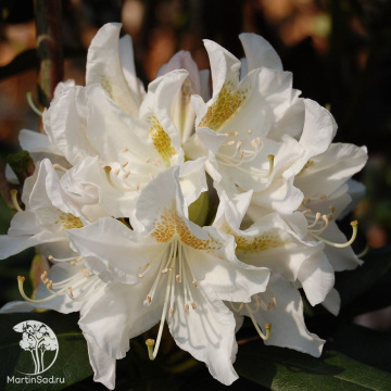 Фото Рододендрон Кунингамс Вайт