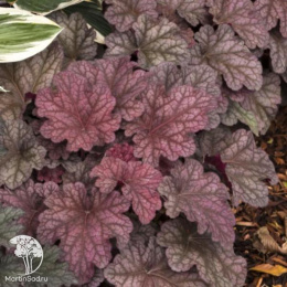 Гейхера Берри Смузи