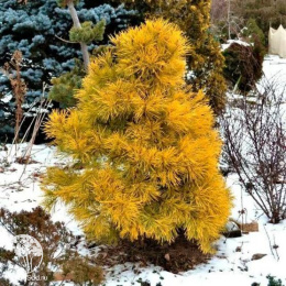 Сосна обыкновенная Волтингс Голд