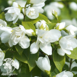 Чубушник Манто Дэрмин