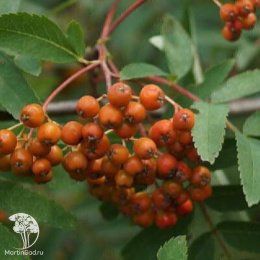 Рябина обыкновенная Улунг