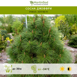 Сосна Джеффри