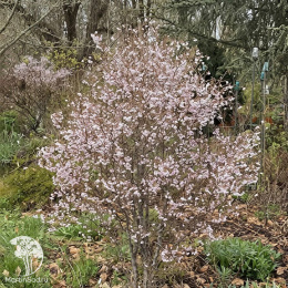 Вишня японская Коджо-но-маи