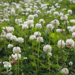 Клевер белый "Зеленый ковер"