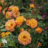 Роза парковая Бонанза фото 2 