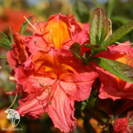 Азалия гибридная Джуанита