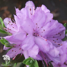 Рододендрон плотный Аметист