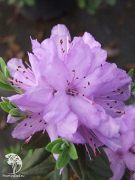 Фото Рододендрон плотный Аметист