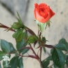 Роза миниатюрная Нинетта фото 2 
