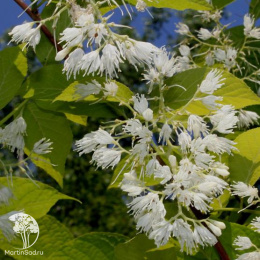 Птеростиракс щитковидный