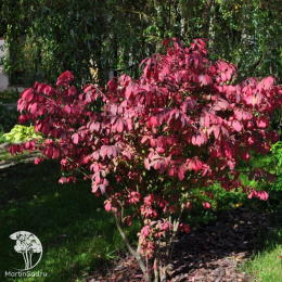 Бересклет крылатый Чикаго Файер на штамбе